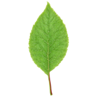 Viburnum Leaf large red leaf with deep lobes and serrated edges slightly twisted Viburnum opulus png