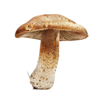 a mushroom is shown standing png