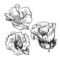 Cotton flowers. A set of graphic illustrations, hand-drawn. High-quality black and white image of a blooming flower, ideal for creating designs and artwork. Isolated image on a white background vector