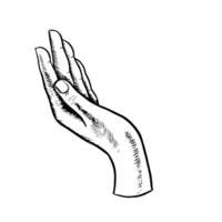 Hand. Black and white hand-drawn graphics. illustration of two open palms in an elegant gesture of offering, symbolizing care and generosity. Isolate on a white background. For logos, emblems. vector
