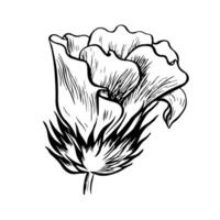 Cotton flower. graphic illustration drawn by hand. A high-quality black and white image of a blooming flower, ideal for creating creative designs and artwork. Isolate on a white background. vector