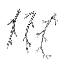 A set of branches. Empty twigs that emphasize botanical features. Black and white, detailed, graphic, illustration. Isolate, hand-drawn on a white background. vector
