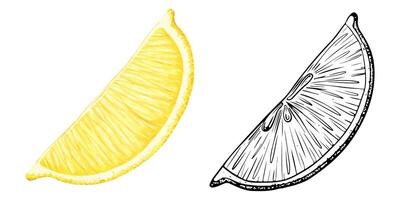 Set of lemon slices. Watercolor and sketch hand drawn isolated illustrations. Half tropical citrus fruit. Design for menu, package, cosmetic, textile, cards vector