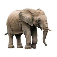 Grey Baby Elephant isolated on white background photo