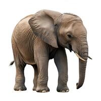 Grey Baby Elephant isolated on white background photo