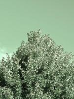 Maple in summer with green tint photo