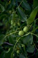 the green walnuts ripen on the tree photo