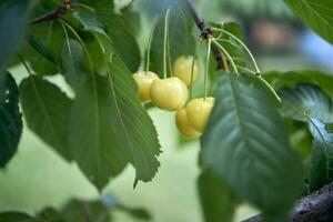 white cherry ripens on a branch photo
