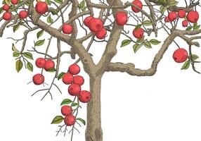 Apple tree with branches and red apples fruit illustration. Isolated on white background. vector