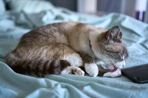 a young man is working on a laptop and a smartphone in bed, a cat is lying next to him photo