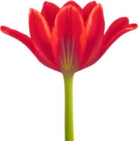 Charming tulip clipart adds spring vibes. AI-generated. png