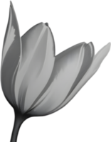 Charming tulip clipart adds spring vibes. AI-generated. png