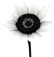 Elegant anemone flower illustration for projects. AI-generated. png