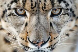 Face portrait of snow leopard on snowy background photo