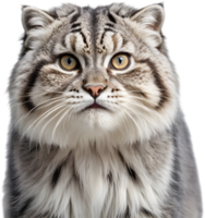The fluffy Pallas cat is adorably captivating. AI-generated. png
