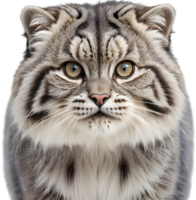 The fluffy Pallas cat is adorably captivating. AI-generated. png