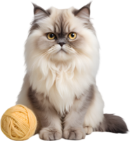 Gorgeous, fluffy Himalayan Persian cat breed beauty. AI-generated. png