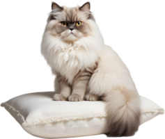 Gorgeous, fluffy Himalayan Persian cat breed beauty. AI-generated. png