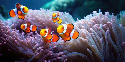 Amphiprion ocellaris clownfish and anemone in sea. photo