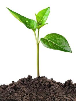Green plant sprout growing from soil. Isolated on white. photo