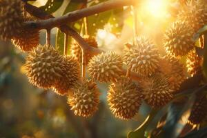Cluster of durian fruits hanging from a branch in a tropical plantation, with sunlight photo