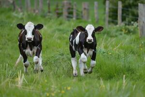 Holstein cows in the meadow photo