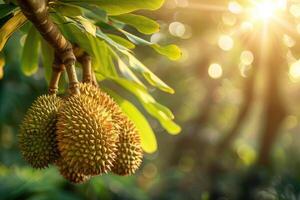 Cluster of durian fruits hanging from a branch in a tropical plantation, with sunlight photo