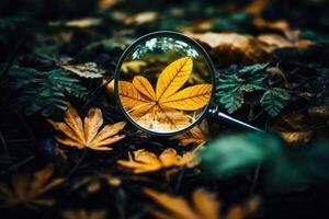 Leaf under magnification in fall photo