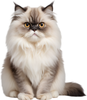 Gorgeous, fluffy Himalayan Persian cat breed beauty. AI-generated. png