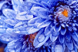 Blooming Mums or Chrysanthemums in blue, abstract color photo