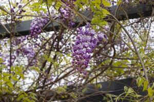 The wisteria flowers that bloom from overhead are so fantastic that they symbolize early summer in Japan. photo