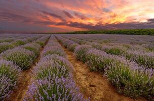 Lavender flowers bloom scented fields in endless rows at Amazing sunset photo