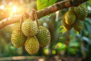Cluster of durian fruits hanging from a branch in a tropical plantation, with sunlight photo