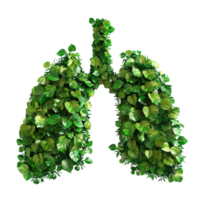 3d illustration of lungs with leaves on transparent background png
