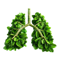 Lungs with green leaves on transparent background png