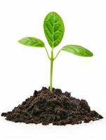 Green plant sprout growing from soil. Isolated on white. photo