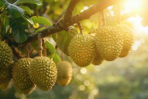 Cluster of durian fruits hanging from a branch in a tropical plantation, with sunlight photo