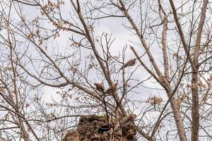 Turtle doves sit on the branches of a tree. Birds on a tree without leaves. photo