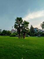 Two parallel trees in a society park with grass and beautiful weather in summer vertical photo