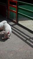 Charming piglets in a farmyard pen, enjoying their food and exploring the surroundings video