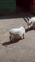 Young piglets happily playing in a sunny farmyard, showing their playful and curious behavior video