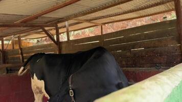 Inside a barn, a cow is seen up close, within a setting of livestock and agriculture video