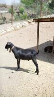 A black goat is in an outdoor pen surrounded by netting, with a landscape in the background video
