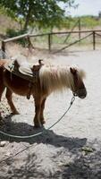 A small pony is peacefully resting in a paddock with a saddle, set against a serene rural backdrop video