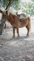 A serene image of a rustic pony with a saddle in a peaceful outdoor setting, surrounded by greenery video