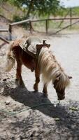 A small pony is peacefully grazing in a fenced dirt area with a saddle on its back video