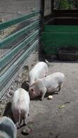 Observing an agricultural scene where a group of pigs are feeding in an enclosed area on a farm video