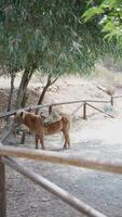 pequeno Castanho pónei com selim dentro uma rústico ao ar livre configuração cercado de natureza e de madeira cerca video