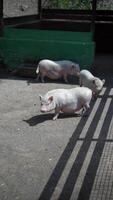 Pigs in enclosure, charming farm animals in pen, walking, resting, playful on sunny day video