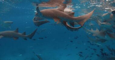 Close up view of sharks with tropical fishes underwater in transparent blue sea. Slow motion video